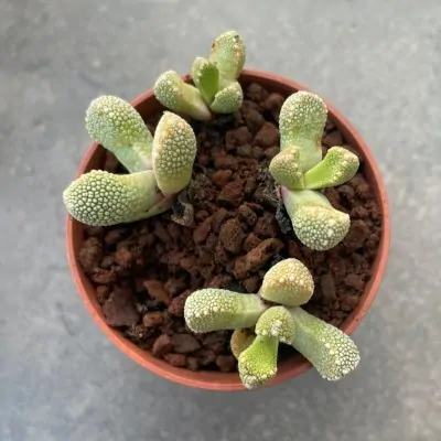 Aloinopsis setifera kliprand