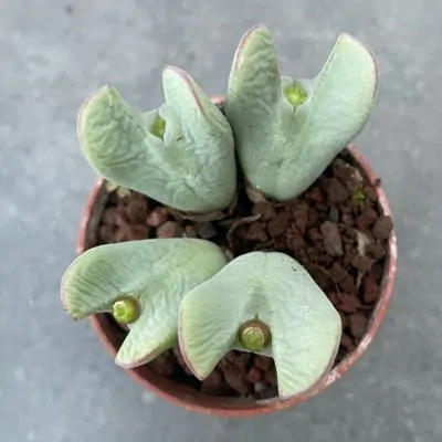 conophytum chrystiansenianum