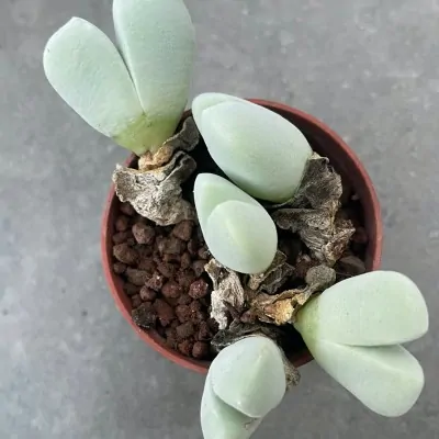 copy of Conophytum Limpidum...