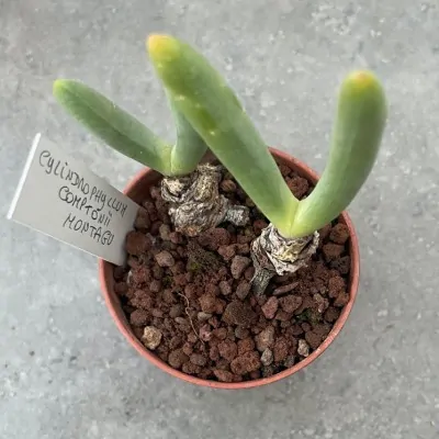 copy of Conophytum Limpidum...