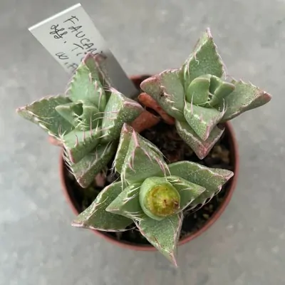 faucaria tigrina w. fort brown