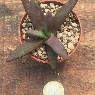 Glottiphyllum sp. welbedacht