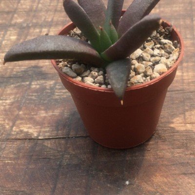 Glottiphyllum sp. welbedacht