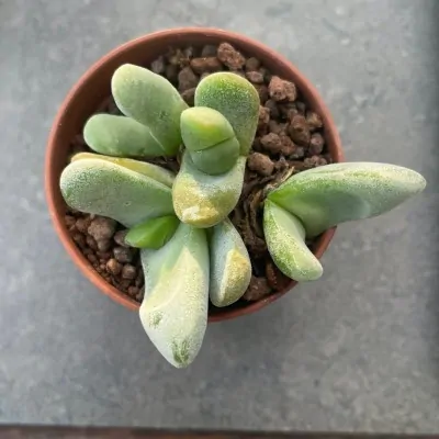 Glottiphyllum oligocarpum...