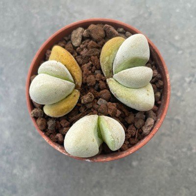 Glottiphyllum oligocarpum