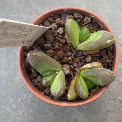 Glottiphyllum pygmaeum...