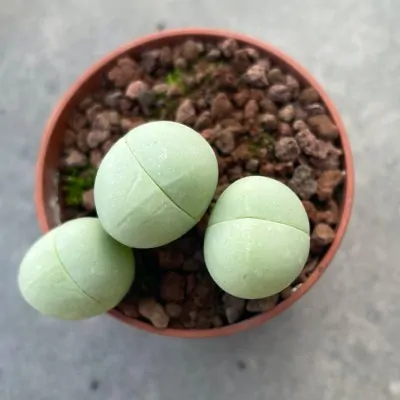 Gibbaeum heathii ockertskaal