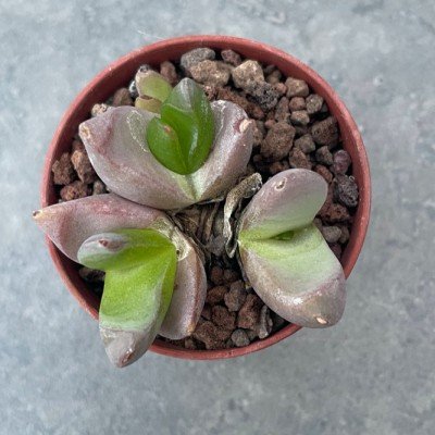 Glottiphyllum suave sl 84/357