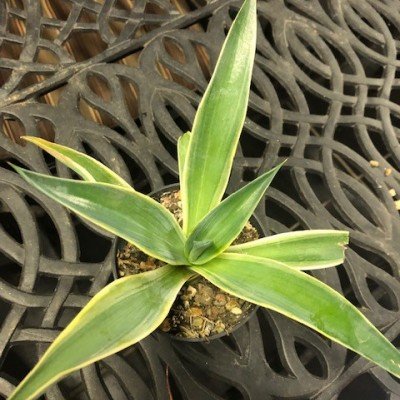 AGAVE DESMETTIANA variegata