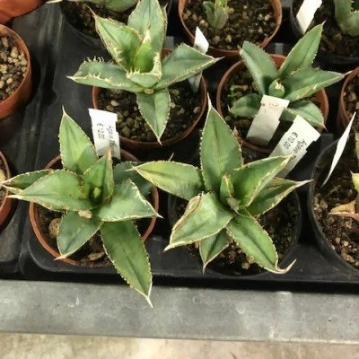 Agave Titanota cm. 10/12