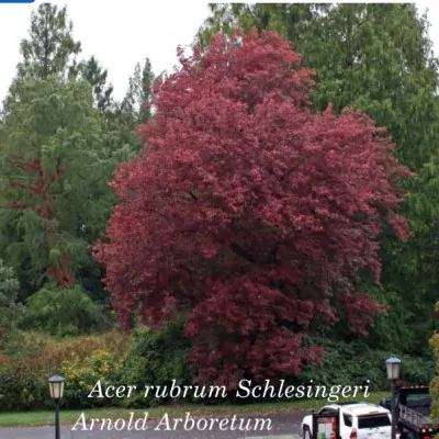 Acer Rubrum Schlesingeri...