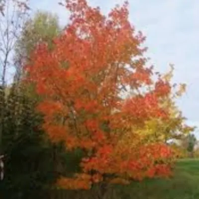 Acer Rubrum Schlesingeri...