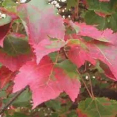 Acer Rubrum Schlesingeri...