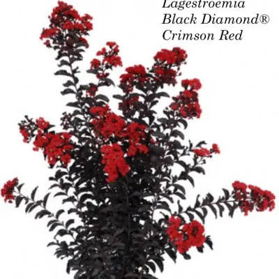 Lagestroemia Black Diamond®...