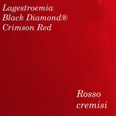 copy of Lagestroemia Black...