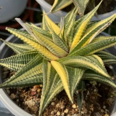 Haworthia limifolia f....