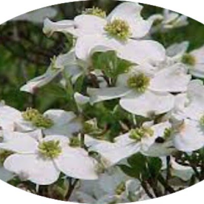 Cornus Florida Rainbow vaso 15