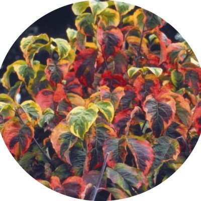 Cornus Florida Rainbow vaso 15