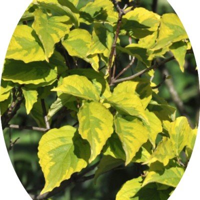 Cornus Florida Rainbow vaso 15