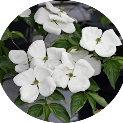 Cornus Kousa Venus vaso 15