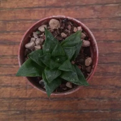 Haworthia retusa variegata