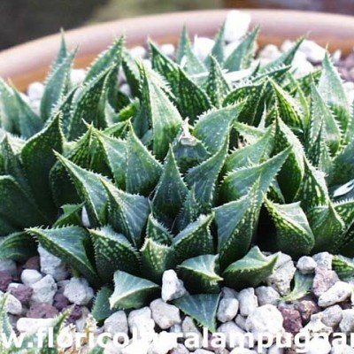 copy of Haworthia magnifica