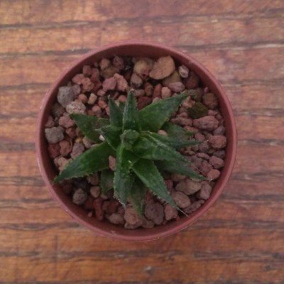 copy of Haworthia magnifica