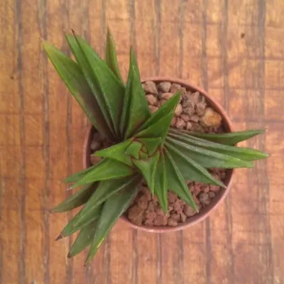 copy of Haworthia starkiana