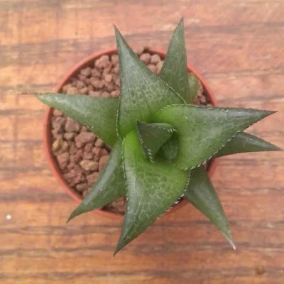 Haworthia tessellata venosa