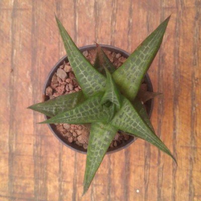 Haworthia tessellata...