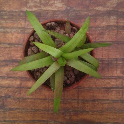 Haworthia asperula