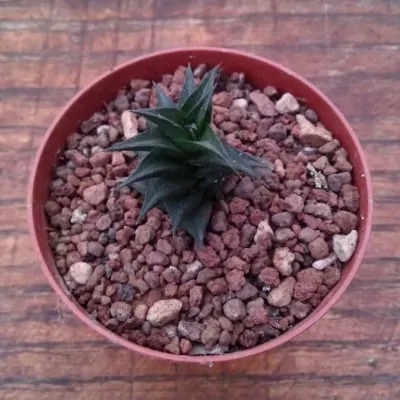 copy of Haworthia starkiana