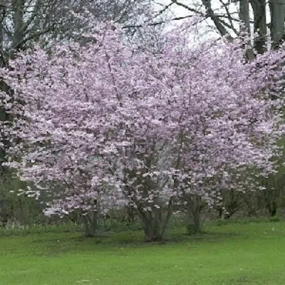 Prunus subhirtella autunnalis vaso 7/9