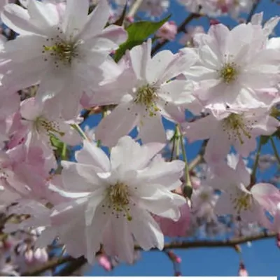 Prunus subhirtella autunnalis vaso 7/9