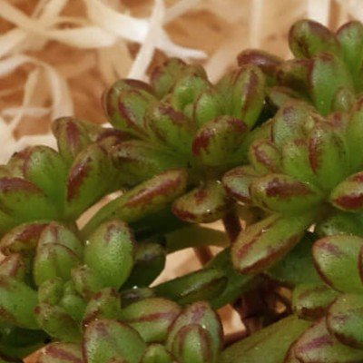 Aeonium Sedifolium