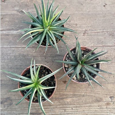 Haworthia radula variegata