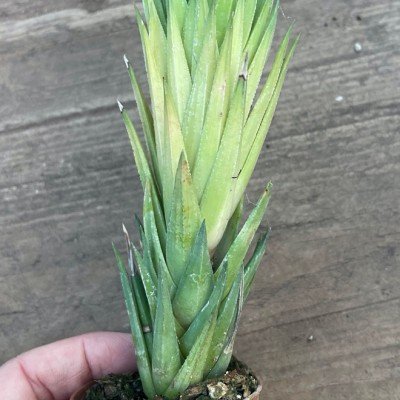 Haworthia glauca