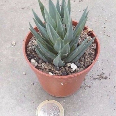 Haworthia glauca