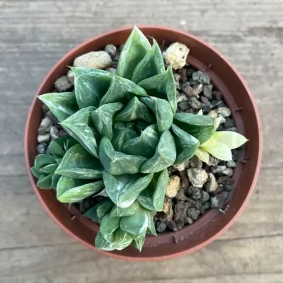 Haworthia cuspidata variegata