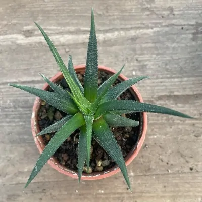 Haworthia attenuata