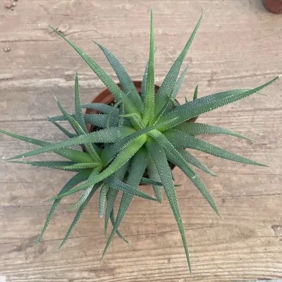 Haworthia attenuata