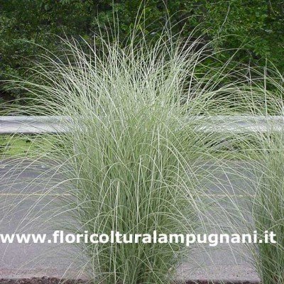 Miscanthus Morning Light