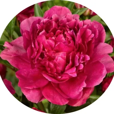 Paeonia Lactiflora 'Gay Paree'