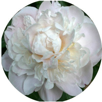 Paeonia Lactiflora Gardenia