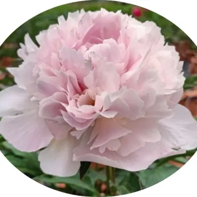 copy of Paeonia Lactiflora...