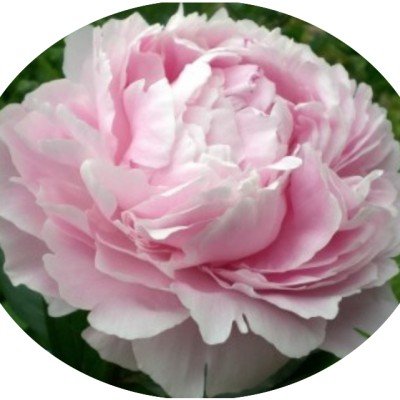 Paeonia Lactiflora Alertie