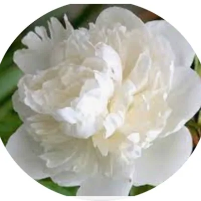 Paeonia Lactiflora Duchesse...