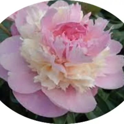 copy of Paeonia Lactiflora...