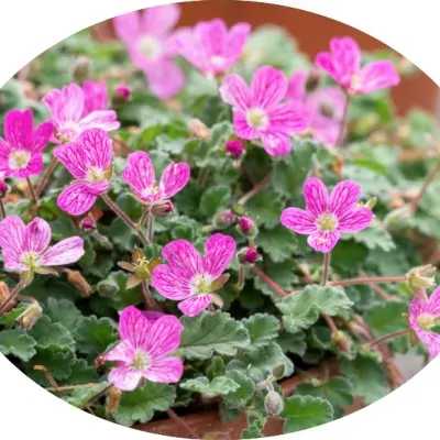 Erodium variabile 'Bishop's...