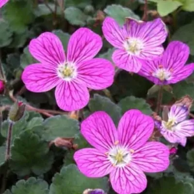 Erodium variabile 'Bishop's...